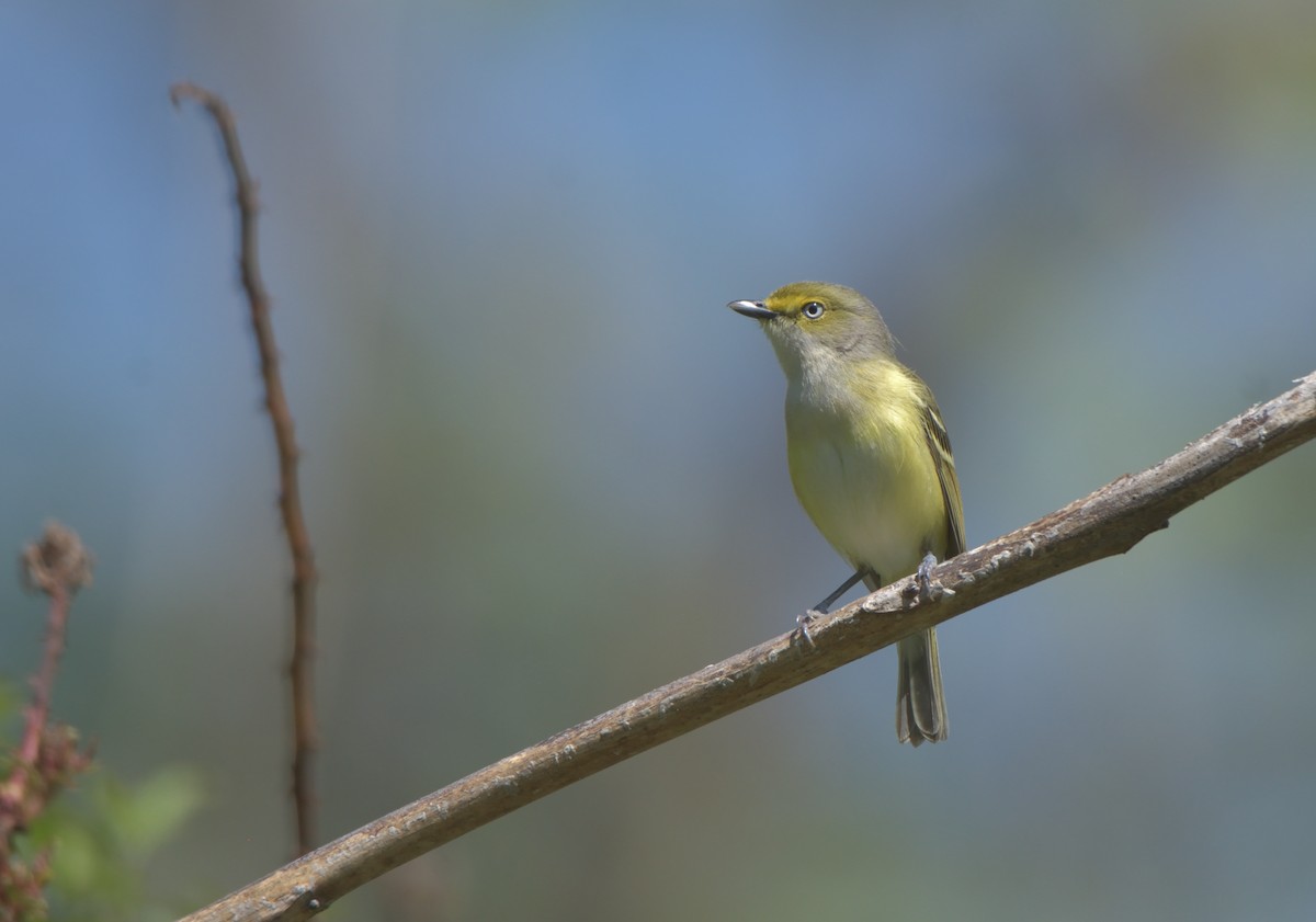 hvitøyevireo - ML434350481