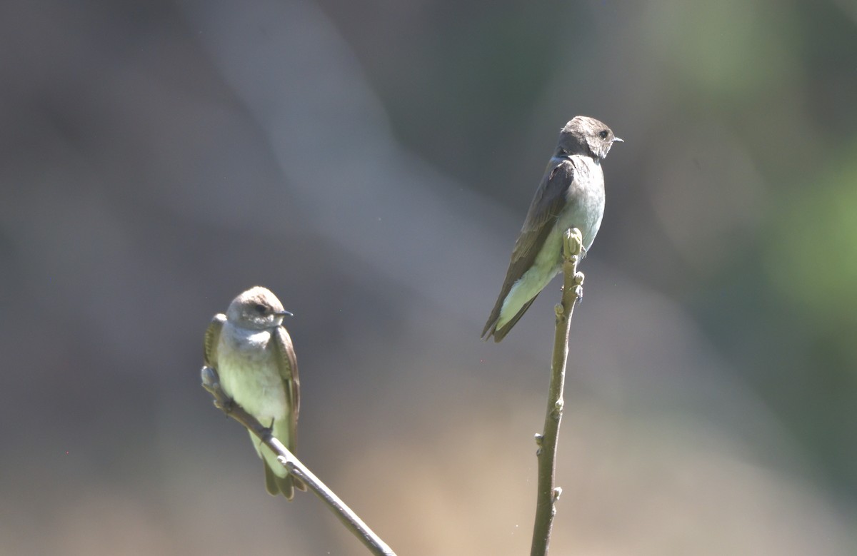 Northern Rough-winged Swallow - ML434350621