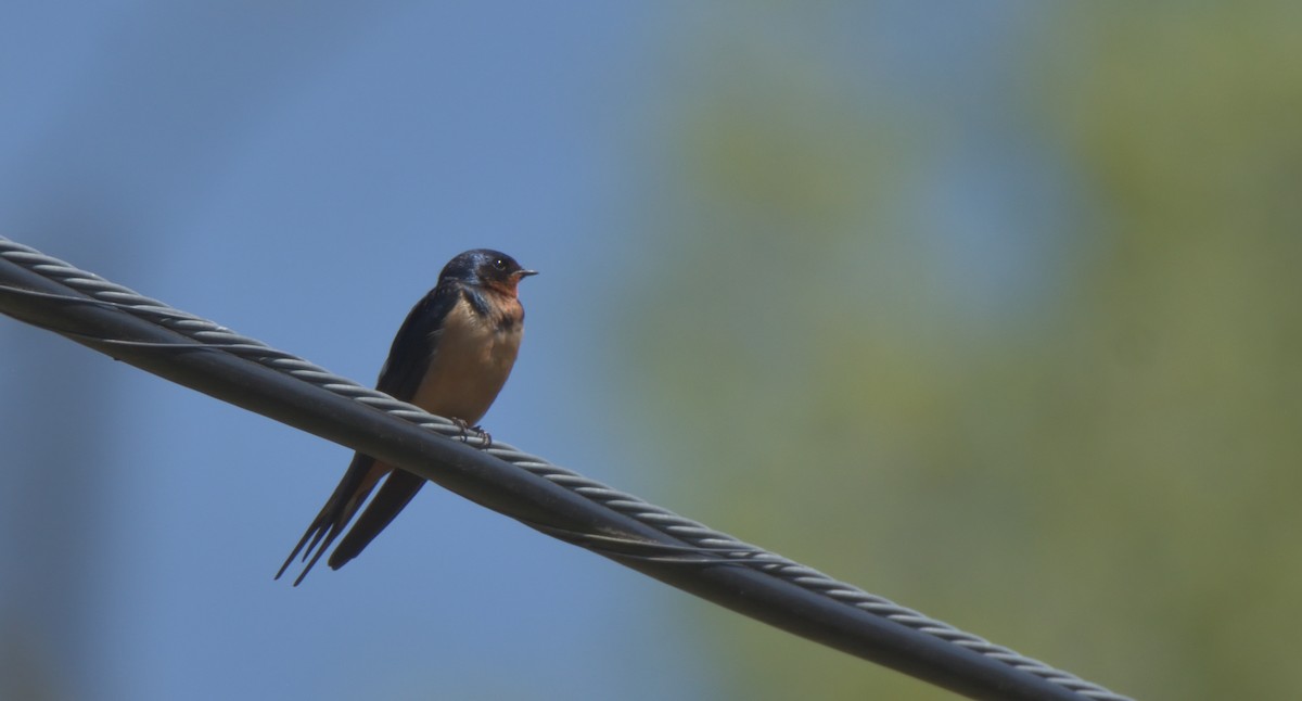 Barn Swallow - ML434350701