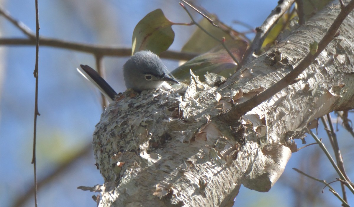 Blue-gray Gnatcatcher - ML434350821