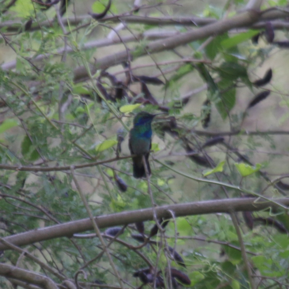 kolibřík zelený - ML434351151