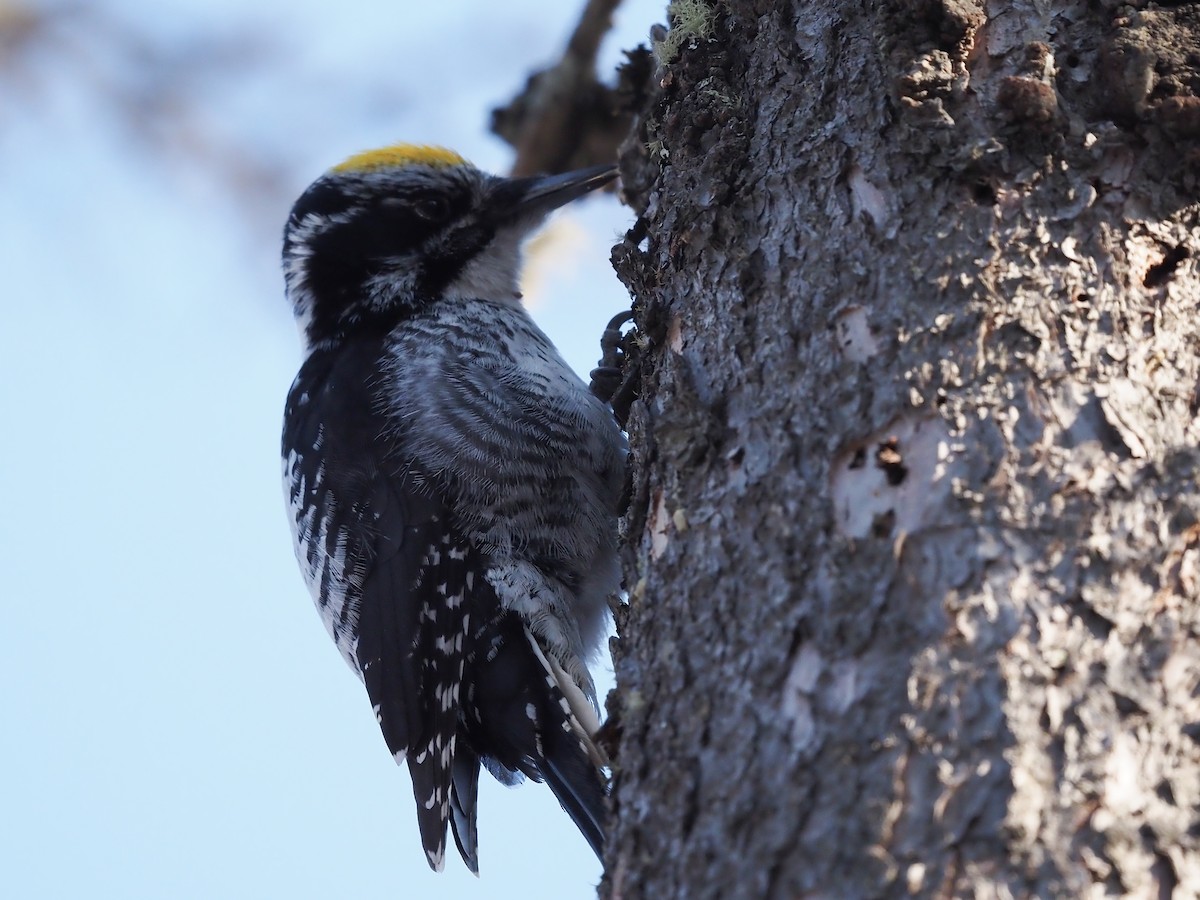 American Three-toed Woodpecker - ML434352481