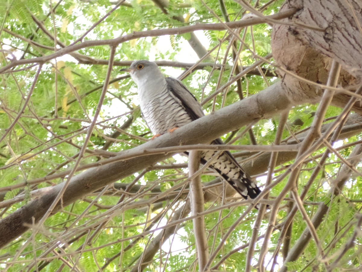 Common Cuckoo - ahmad mohammadi ravesh