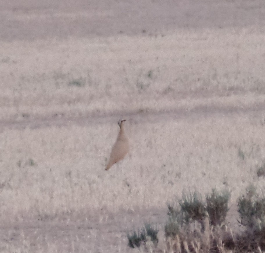 Cream-colored Courser - ahmad mohammadi ravesh