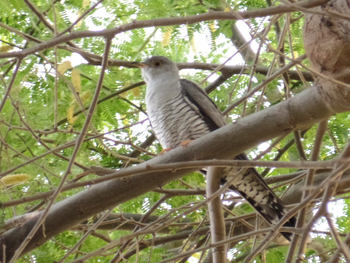 Common Cuckoo - ML434353521