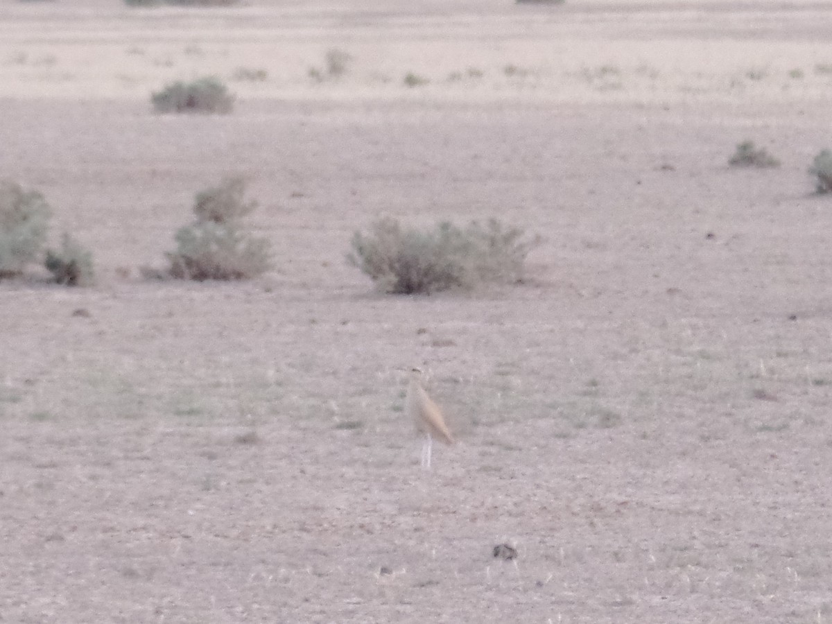 Cream-colored Courser - ahmad mohammadi ravesh