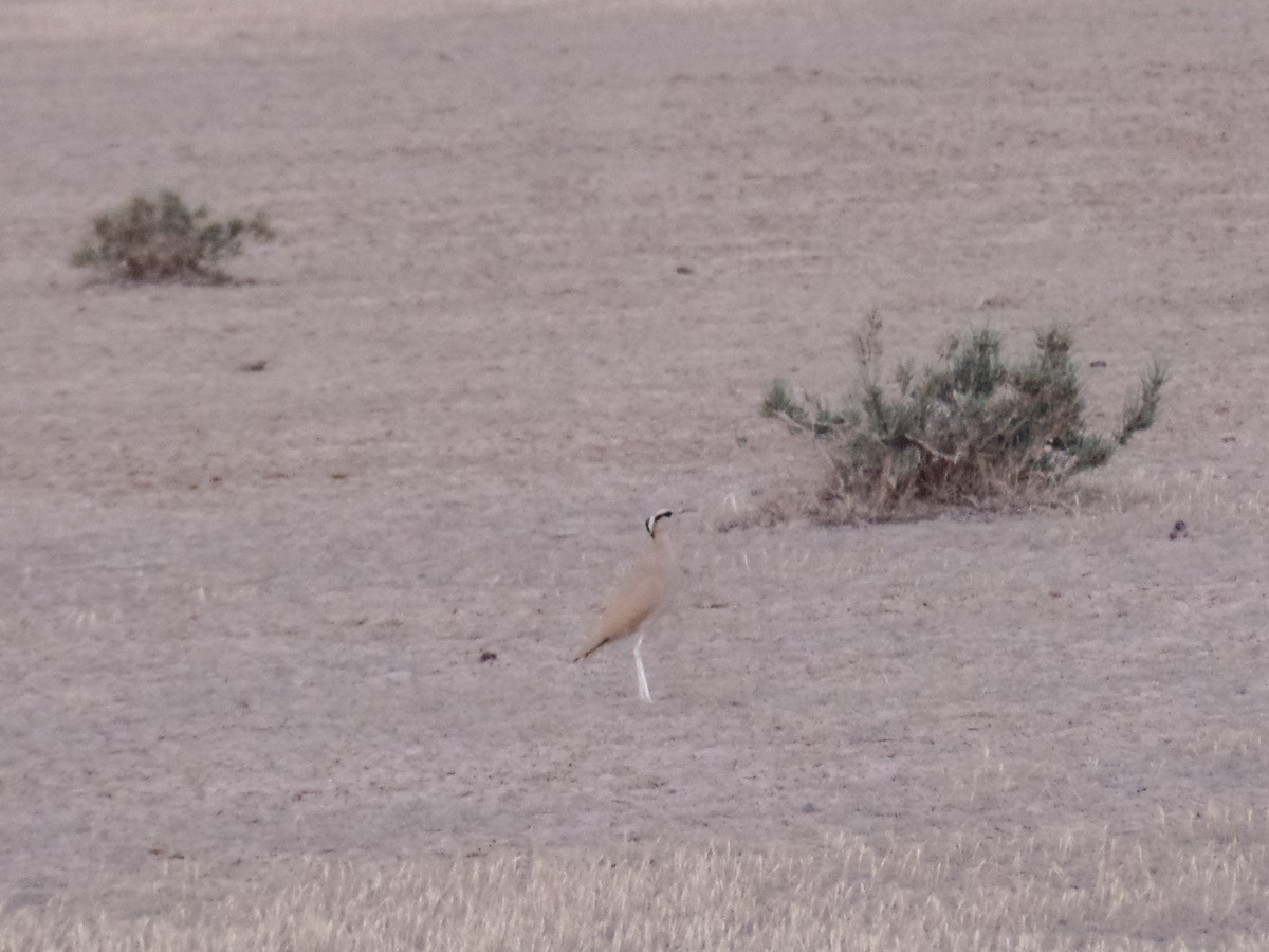 Cream-colored Courser - ML434353641