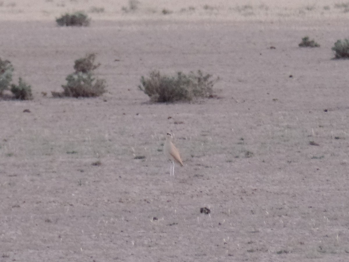 Cream-colored Courser - ML434353871