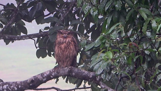 Tawny Fish-Owl - ML434354041