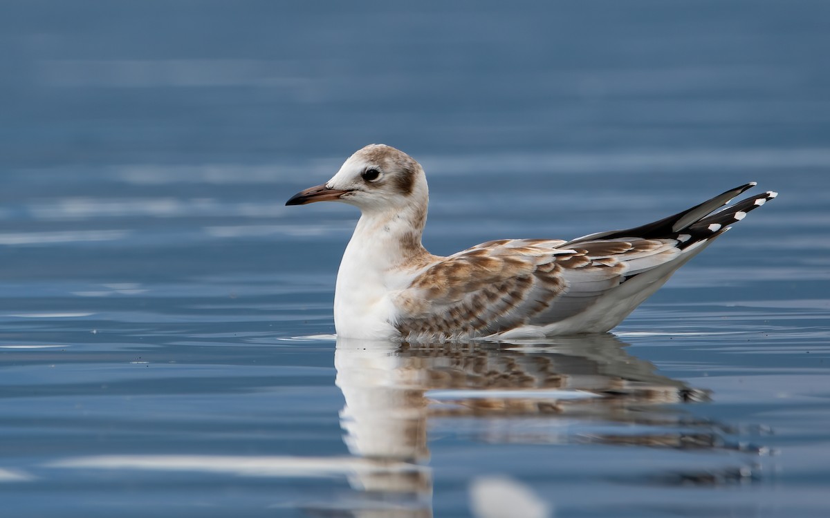 Brown-hooded Gull - ML434355121