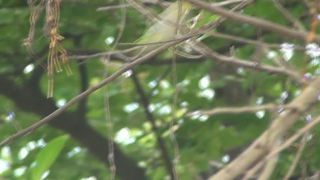 Swinhoe's White-eye - ML434355191