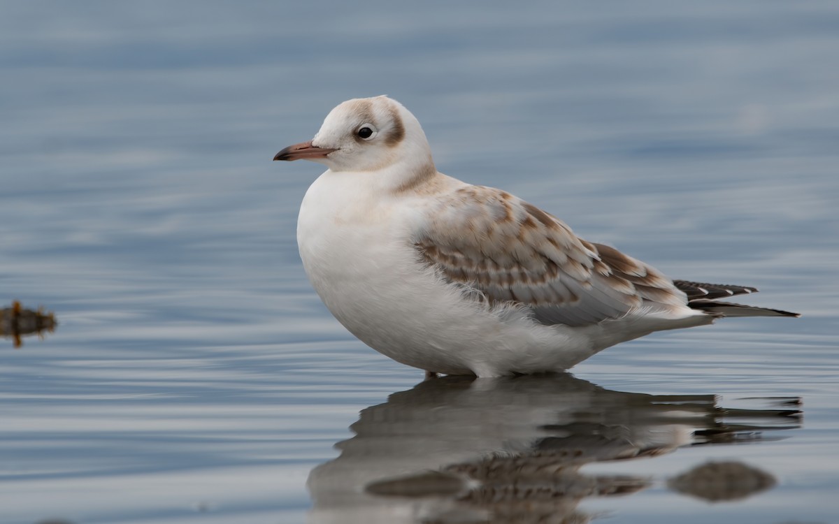 Brown-hooded Gull - ML434355251