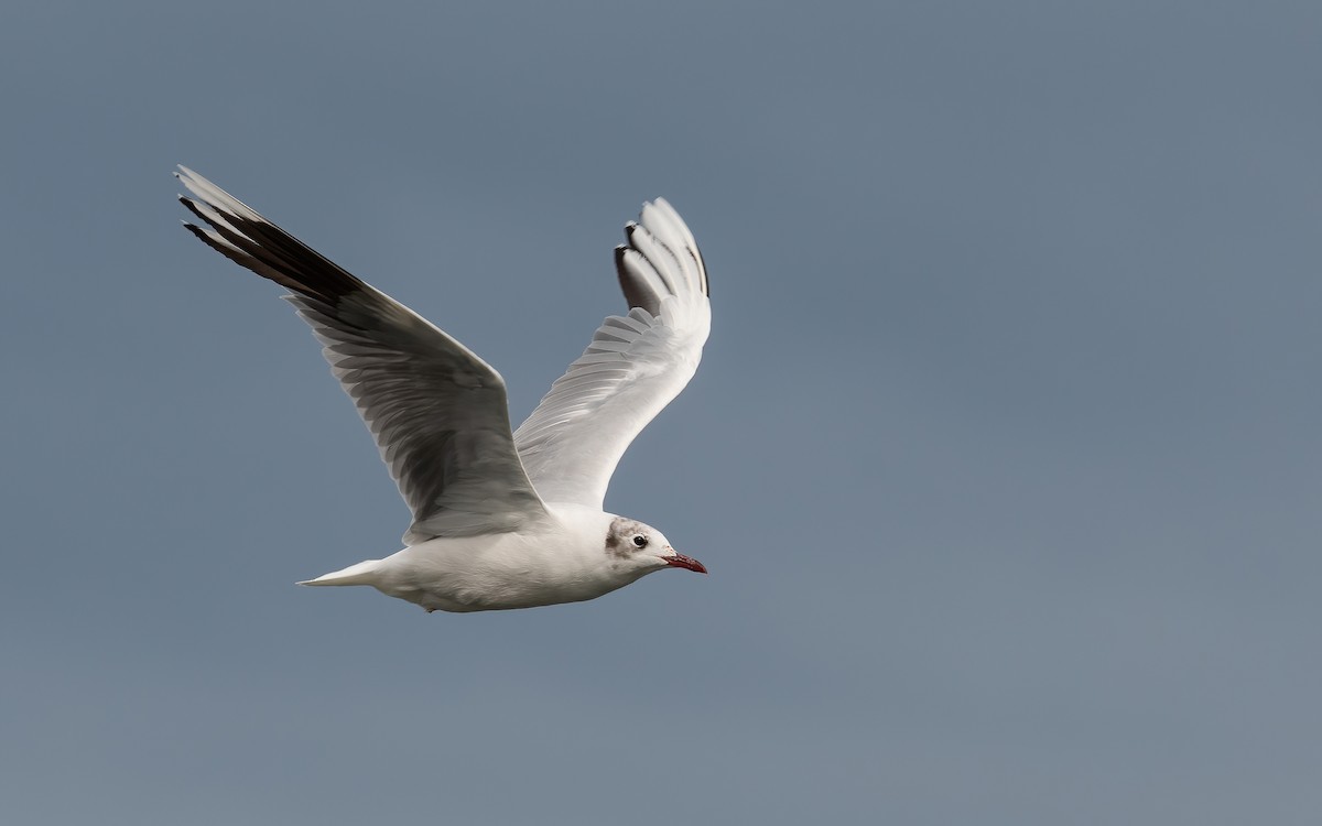 Brown-hooded Gull - ML434355341