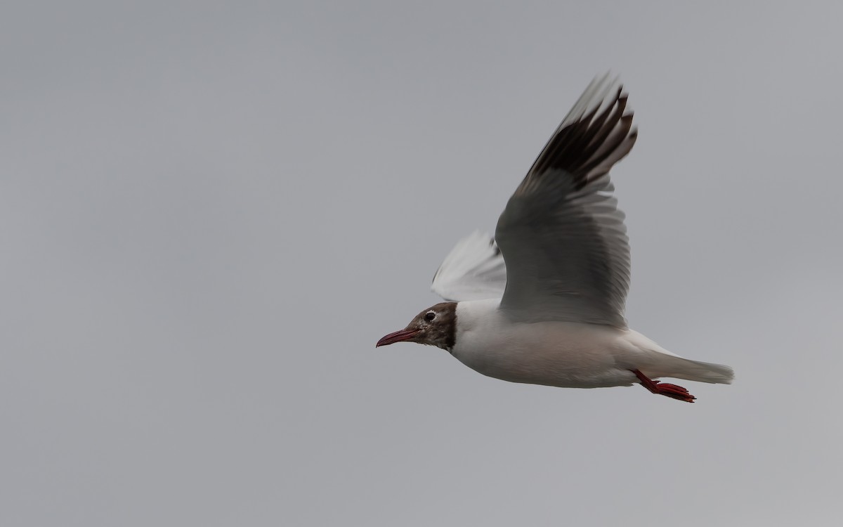 Brown-hooded Gull - ML434355351