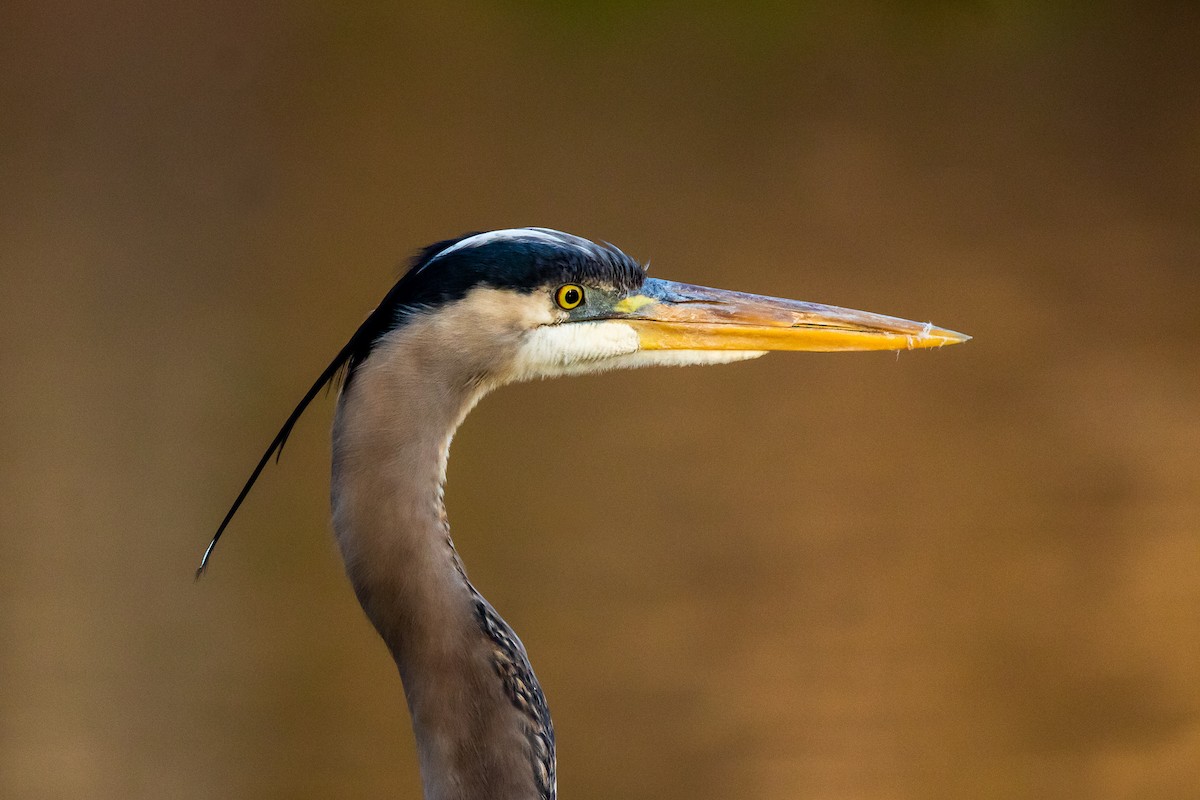 Great Blue Heron (Great Blue) - ML434357391