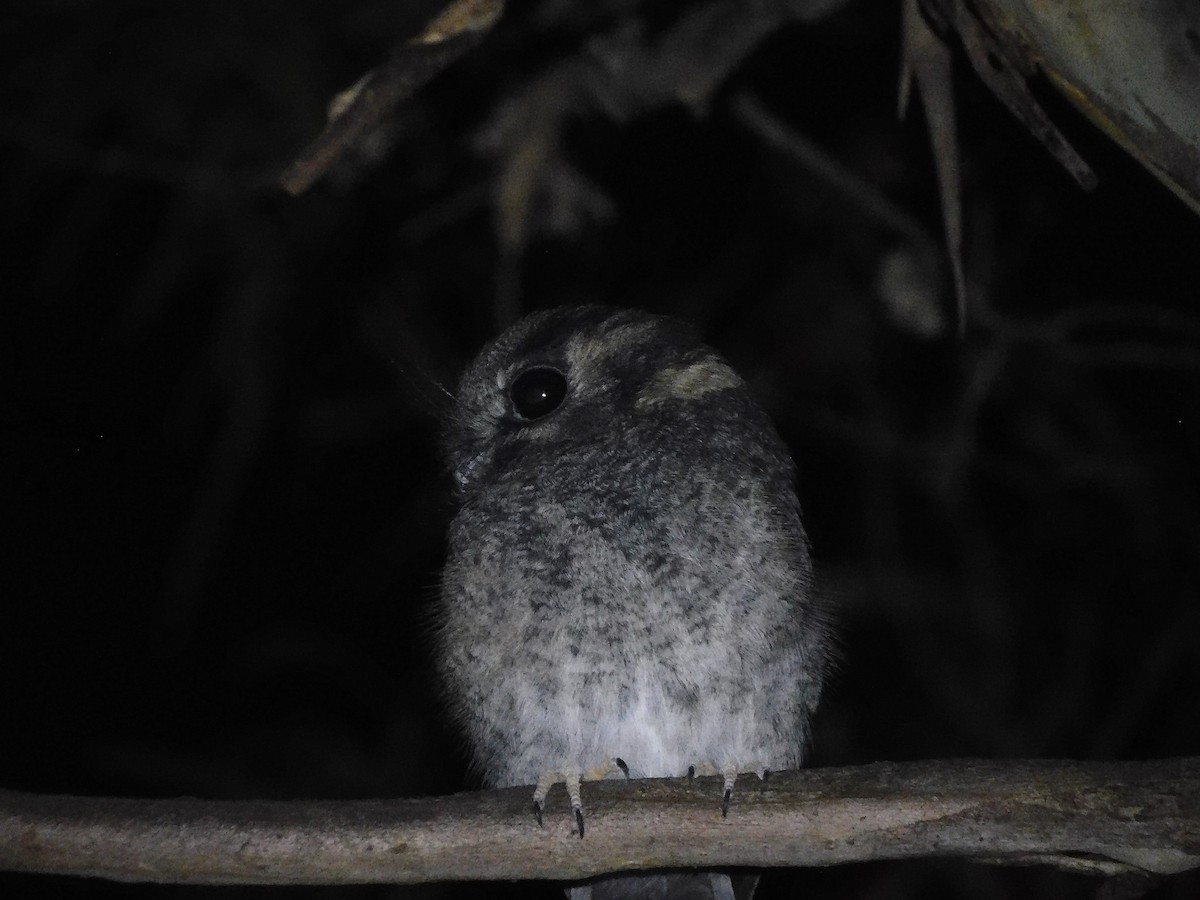 Australian Owlet-nightjar - ML434359221
