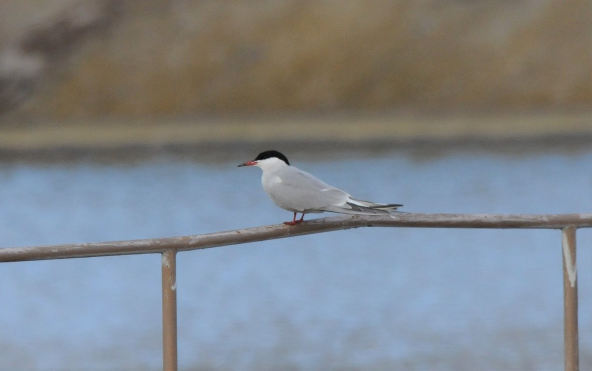 Крячок річковий - ML434359941