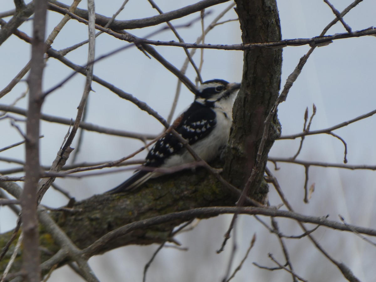 Hairy Woodpecker - ML434360531