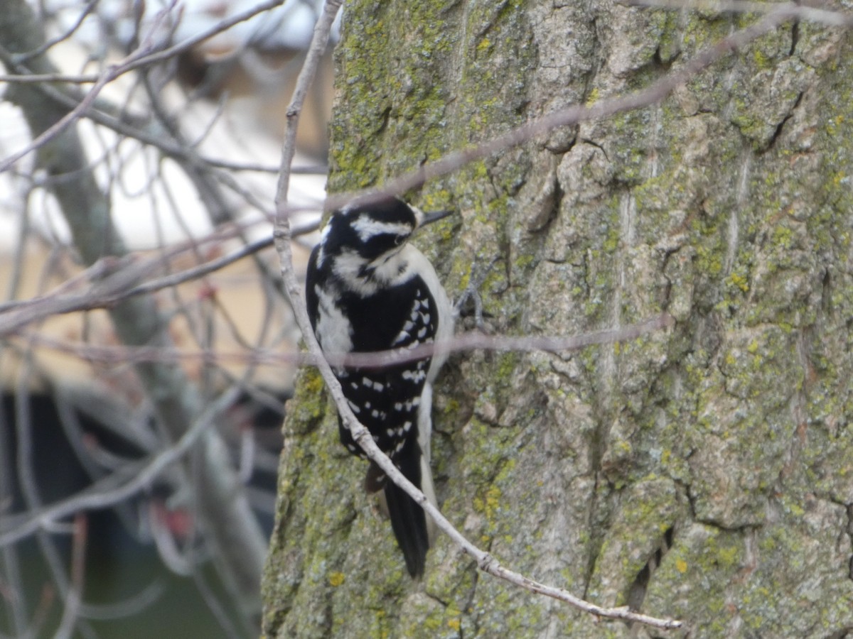 Hairy Woodpecker - ML434360601