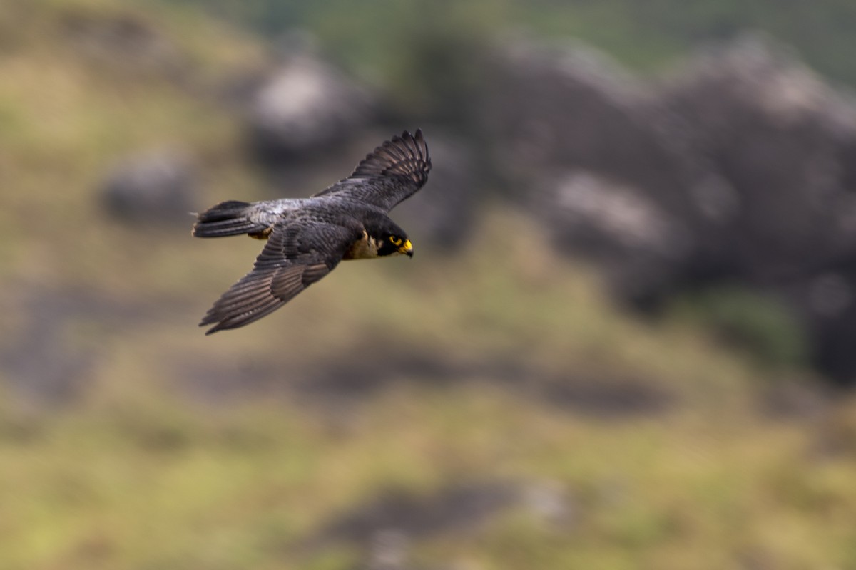 Peregrine Falcon - ML434361511