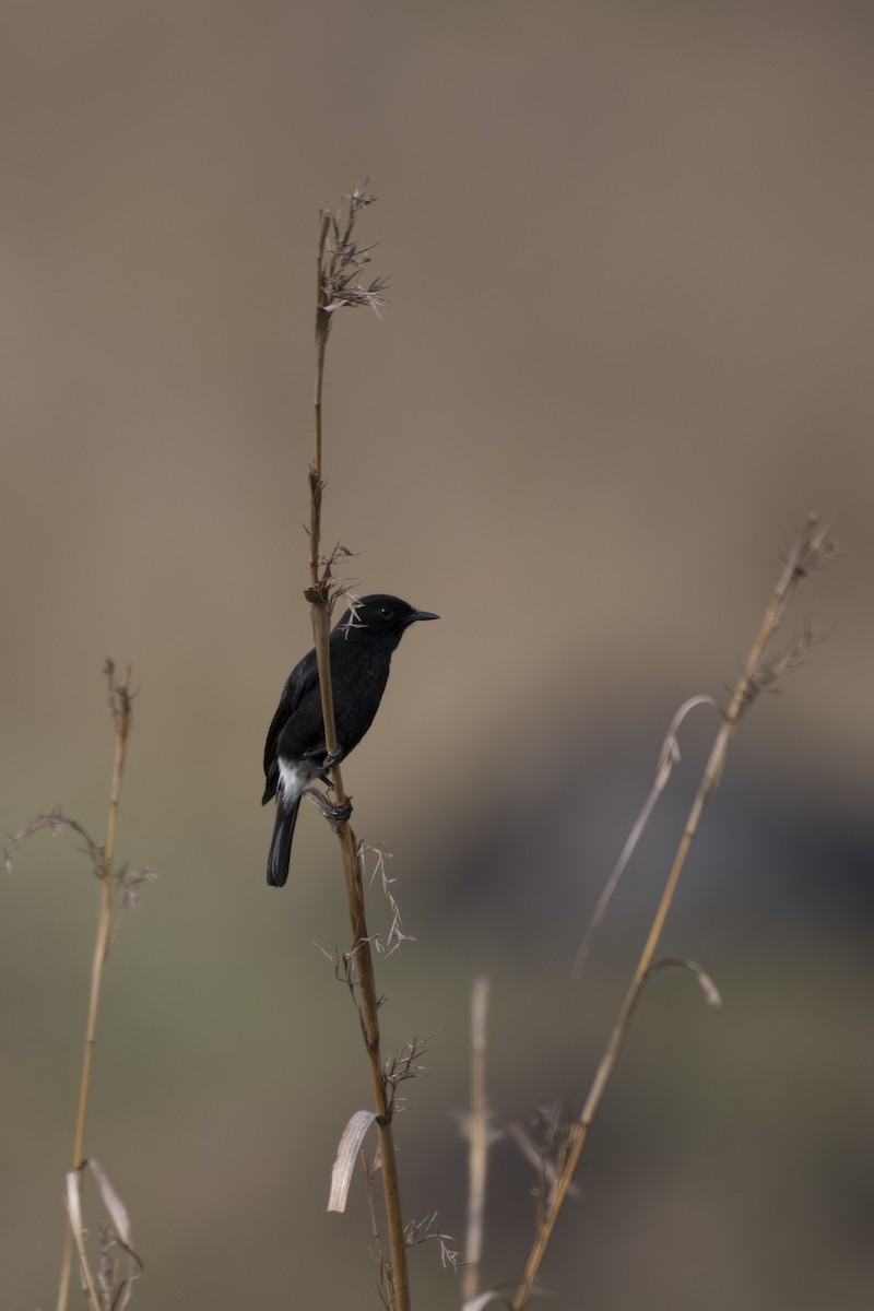 Pied Bushchat - ML434361721