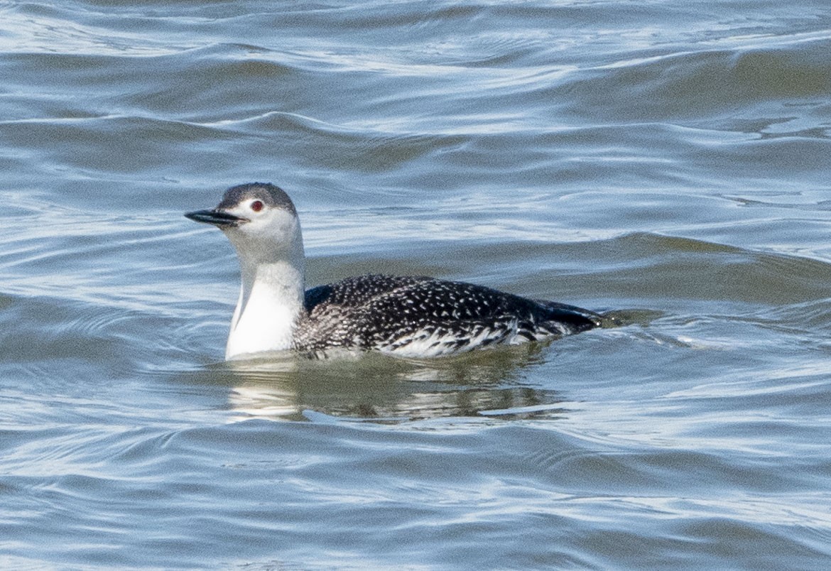 Red-throated Loon - ML434364761