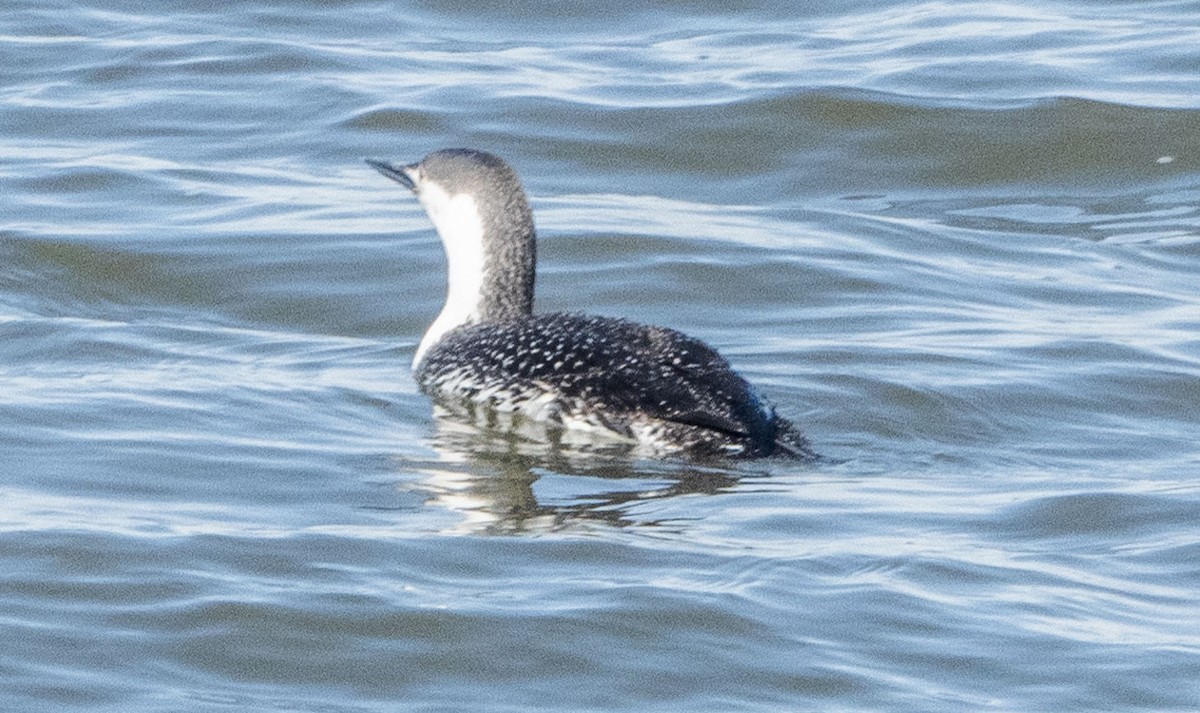 Red-throated Loon - ML434364771