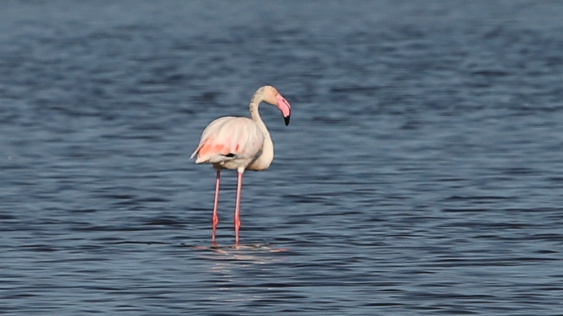 Greater Flamingo - ML434365101