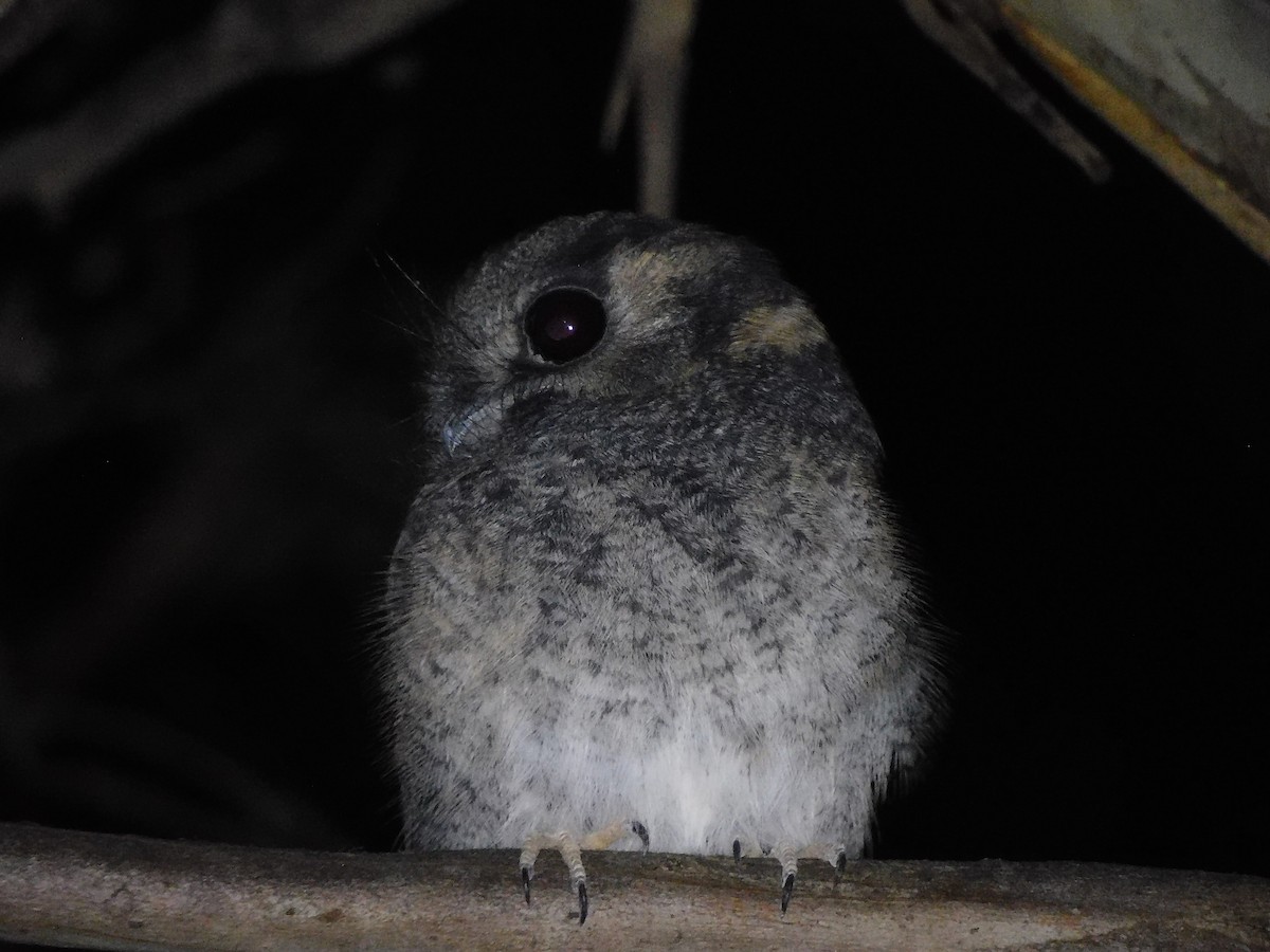 Australian Owlet-nightjar - ML434365661