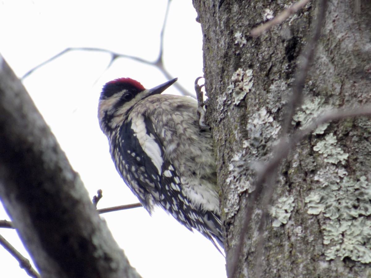 Yellow-bellied Sapsucker - Curtis Dykstra