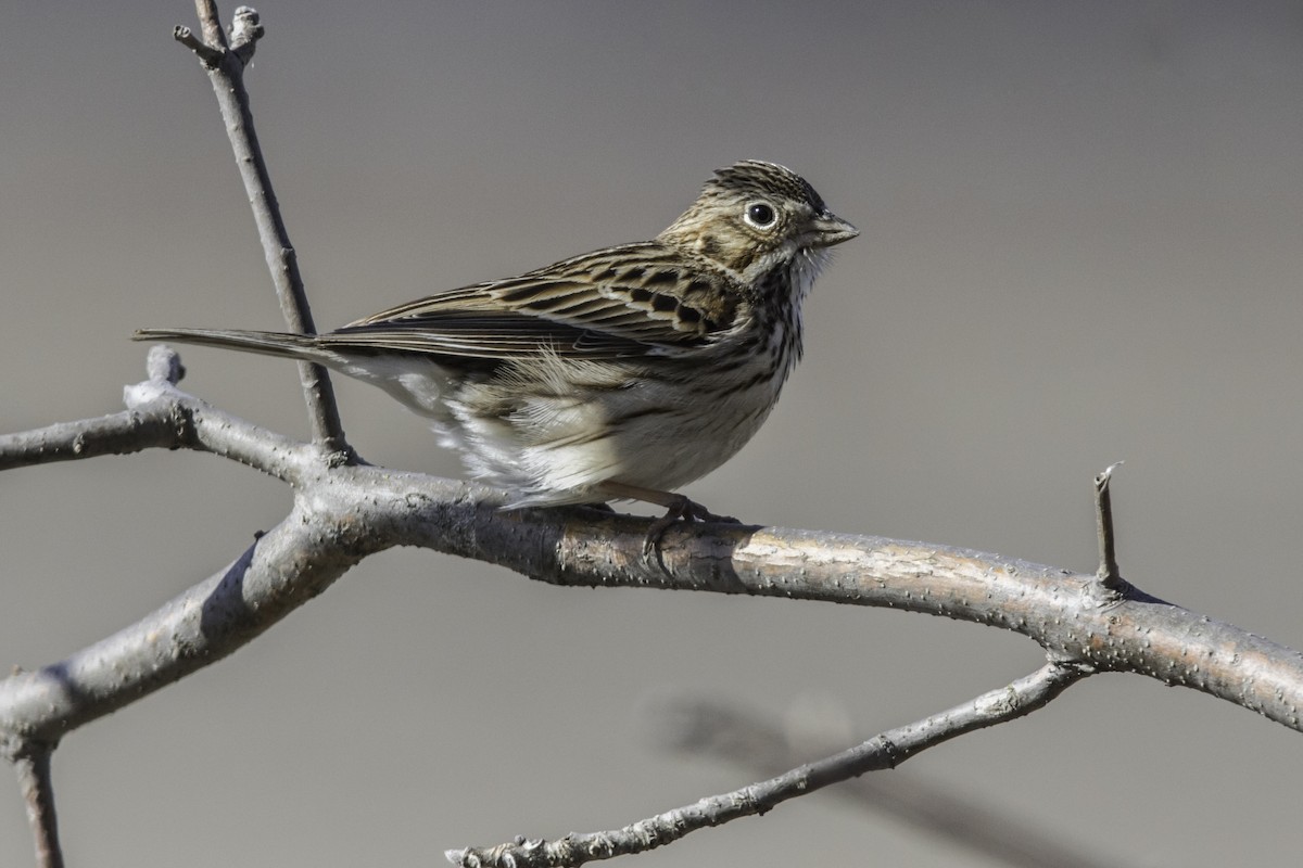 Vesper Sparrow - Louis Brodeur