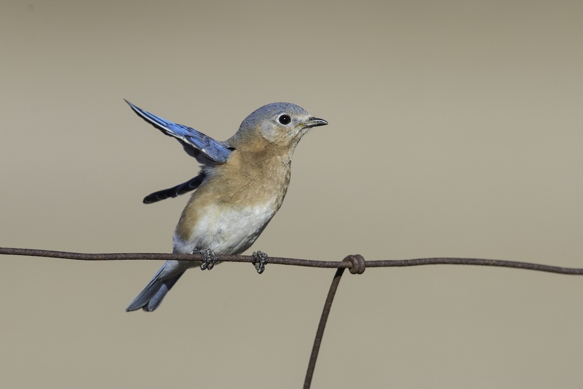 Eastern Bluebird - ML434366561