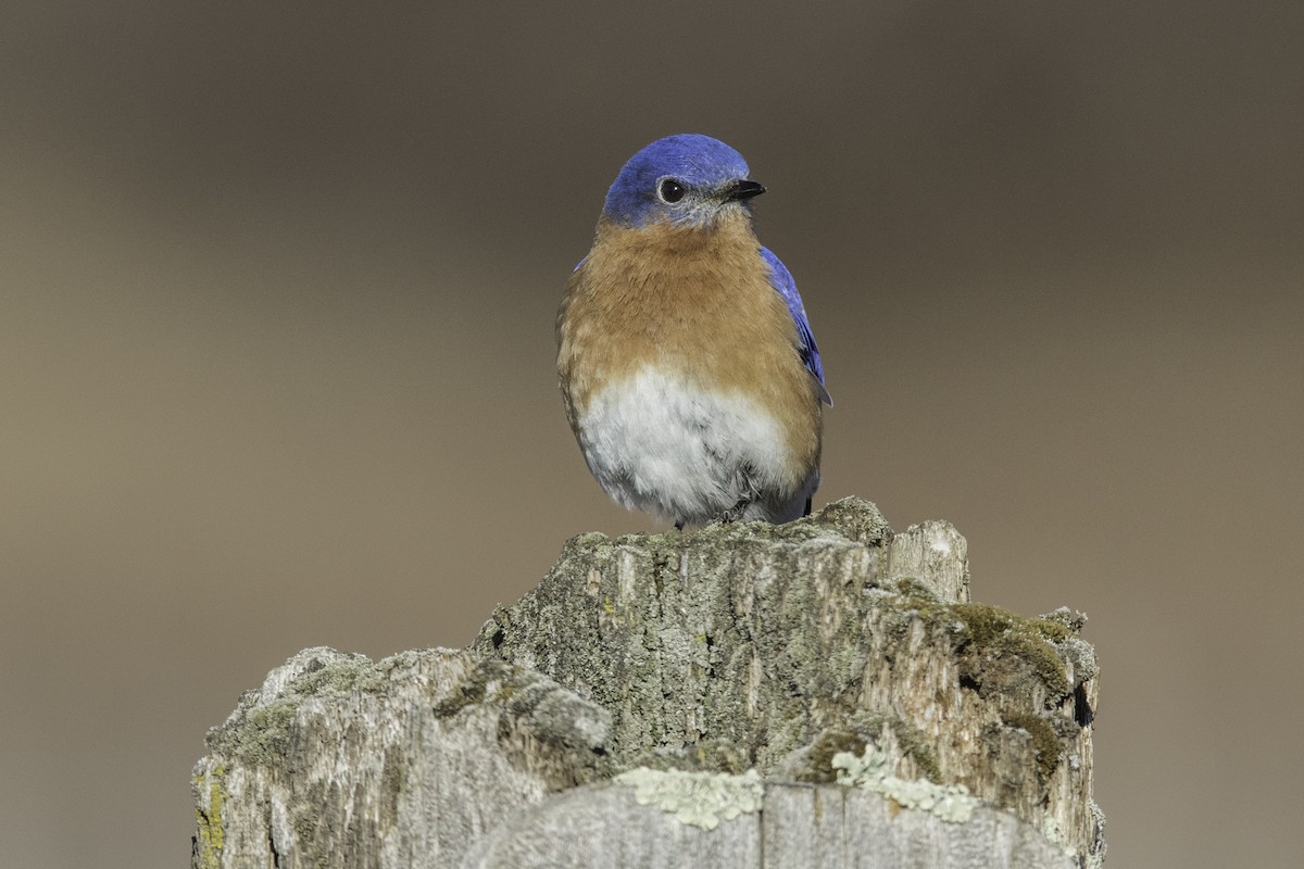 Eastern Bluebird - ML434366571