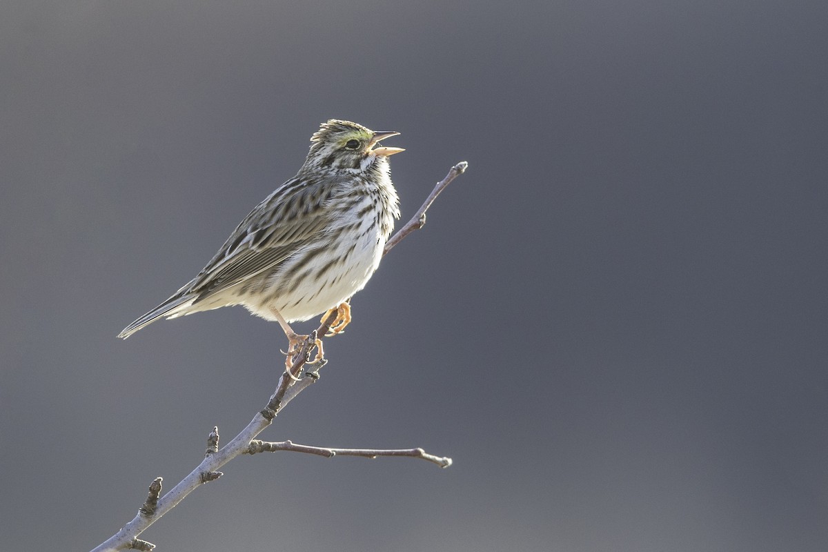 Savannah Sparrow - Louis Brodeur