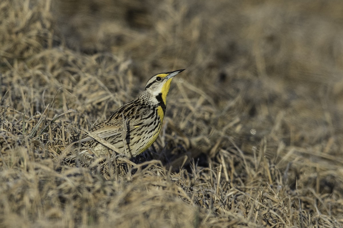 Eastern Meadowlark - ML434367001