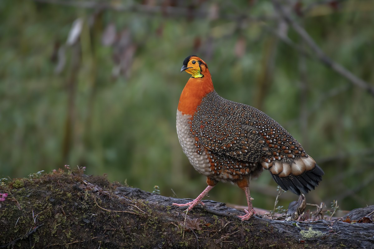 Blyth's Tragopan - ML434367831