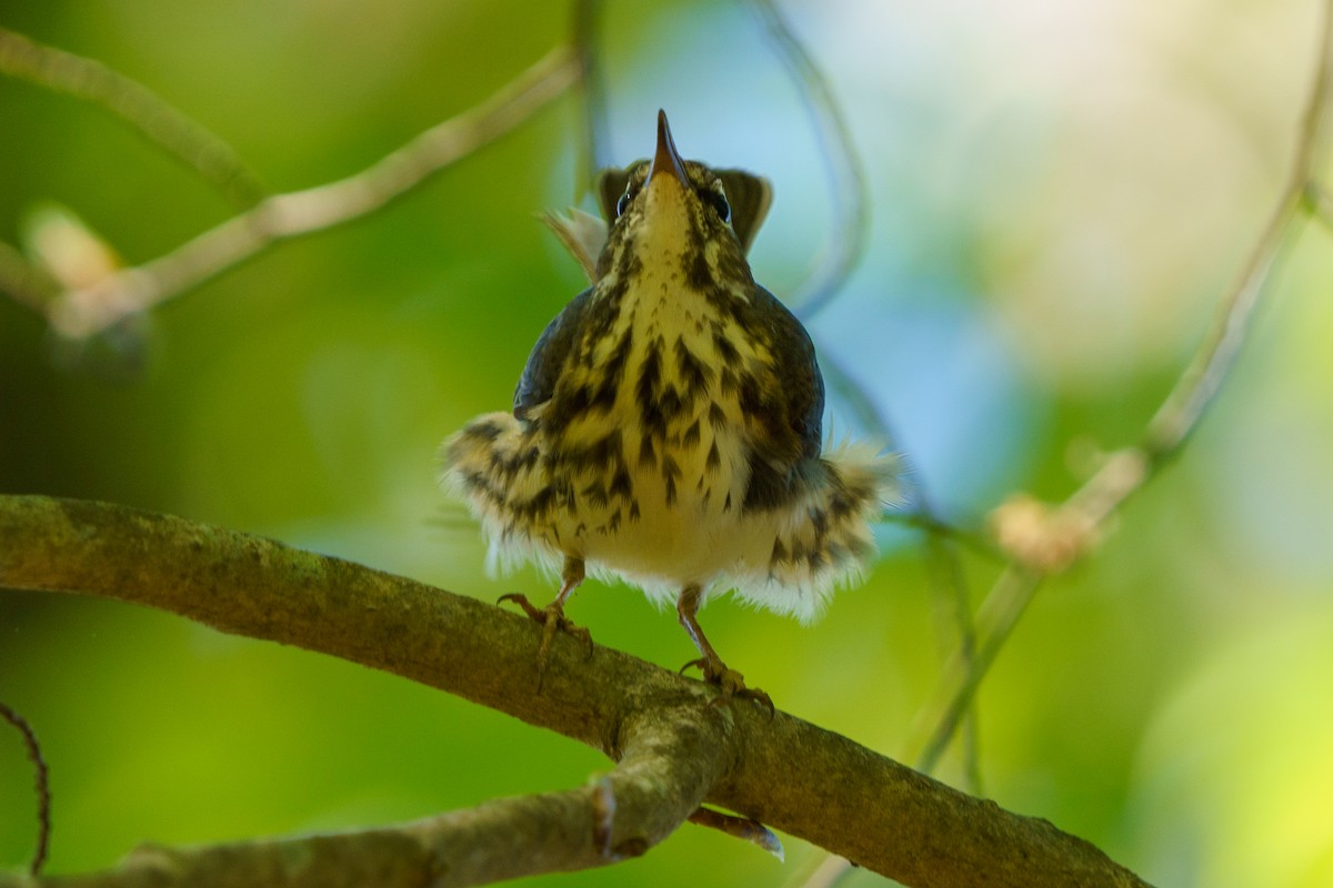 Louisiana Waterthrush - ML434368111