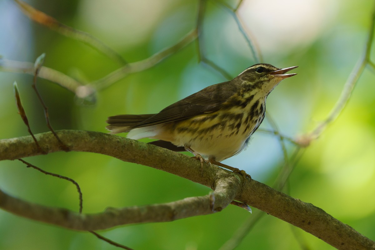 Louisiana Waterthrush - ML434368131