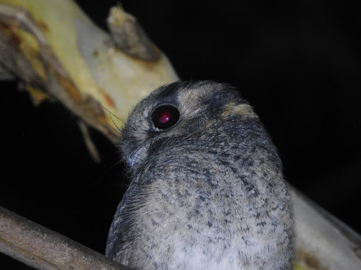 Australian Owlet-nightjar - ML434368761