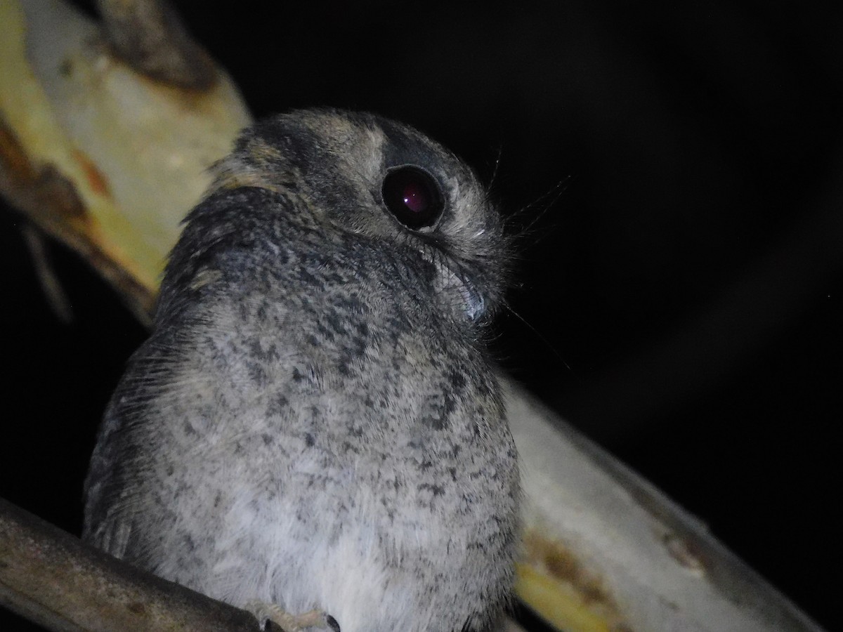 Australian Owlet-nightjar - ML434370431