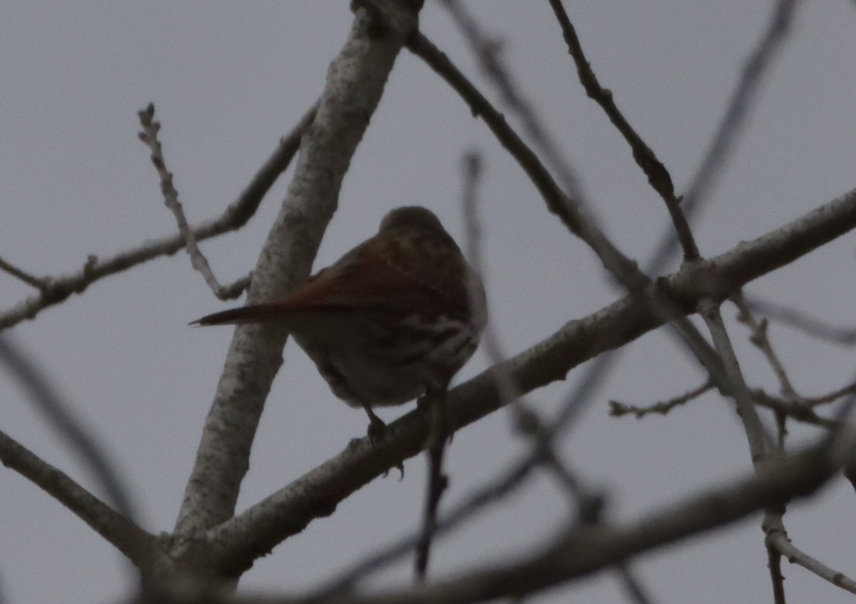 Fox Sparrow (Red) - ML434370931