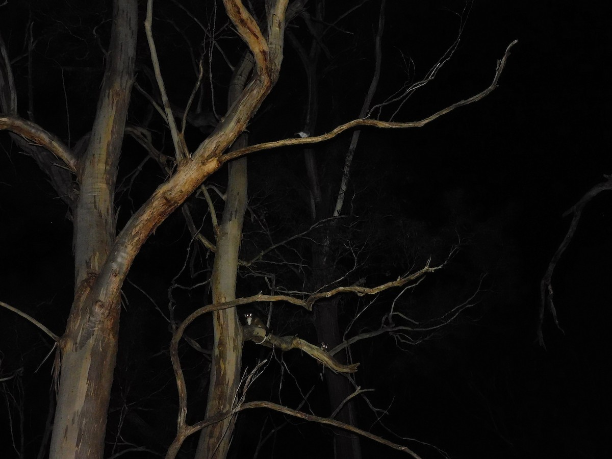 Australian Owlet-nightjar - ML434371171