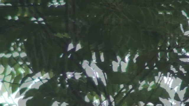 黑枕藍鶲 - ML434372221