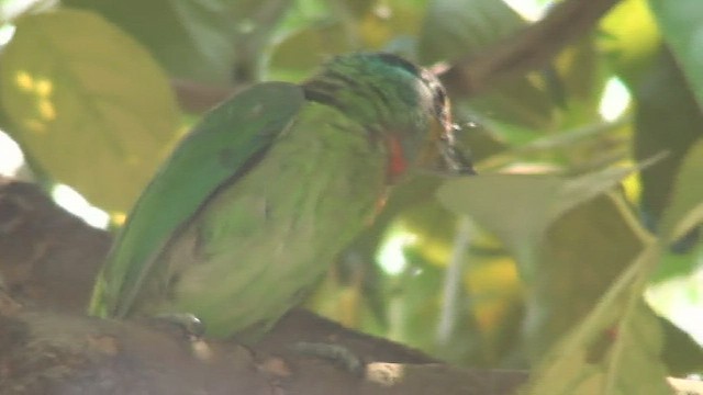 Taiwanbartvogel - ML434372241