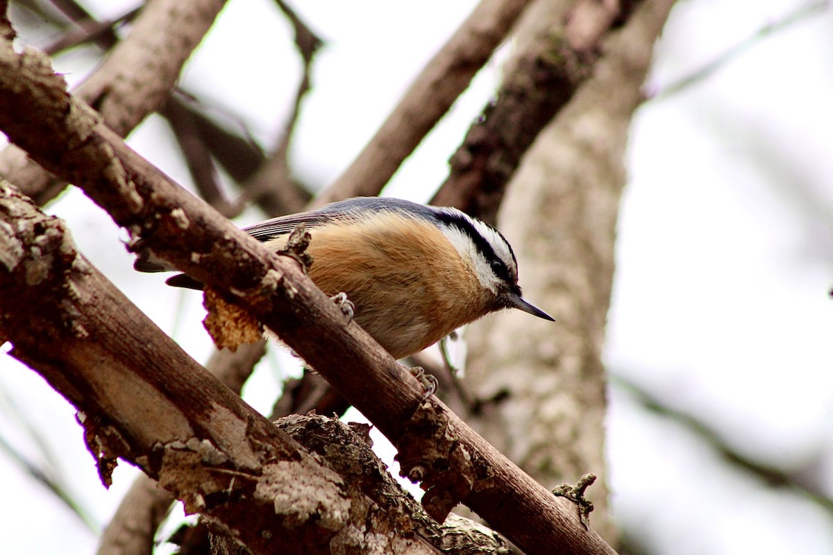 Red-breasted Nuthatch - ML434372571