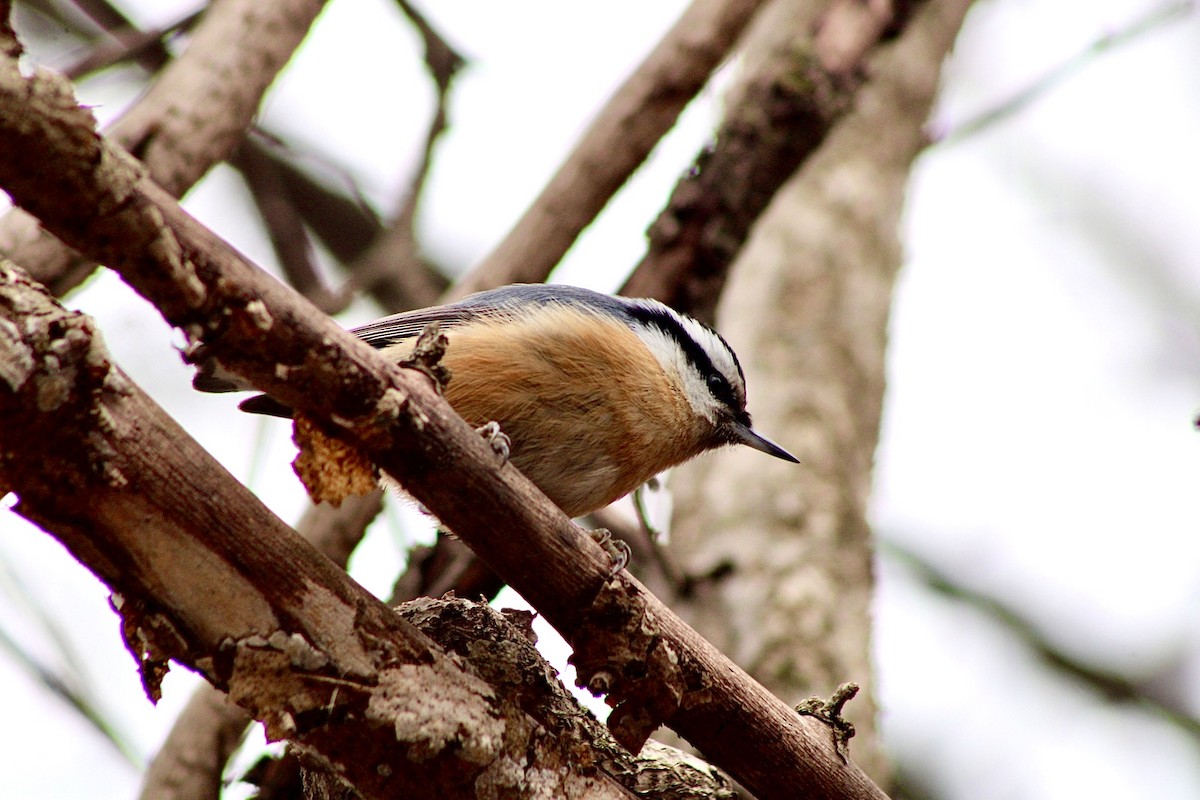 Red-breasted Nuthatch - Matt Gard