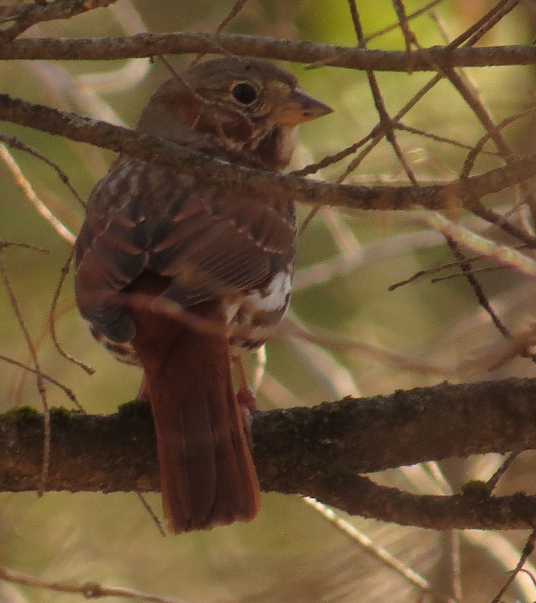 Fox Sparrow - ML434372791