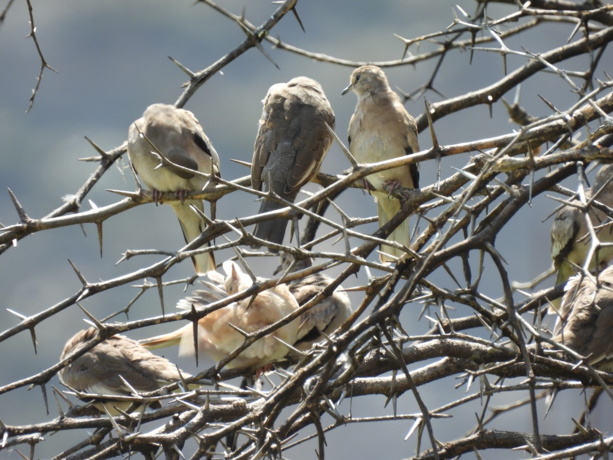 Picui Ground Dove - ML434373141