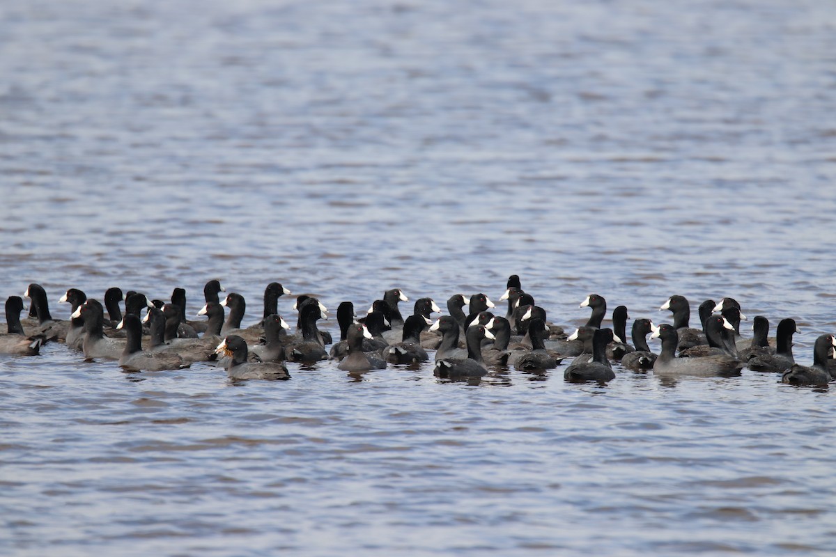 American Coot - ML434373821