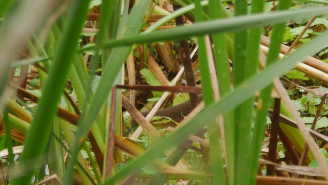 Rufous-sided Crake - ML434375751